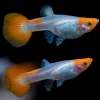 Koi Snakeskin Guppy Female