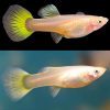 Tuxedo Yellow Guppy Female