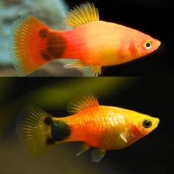 Sunset Micky Mouse Platy