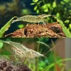 Shrimp - North QLD Algae Shrimp