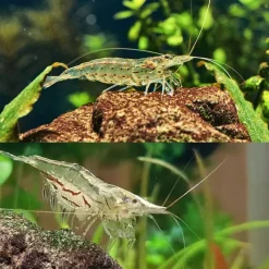 Shrimp - North QLD Algae Shrimp