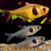 Coffee Bean Tetra