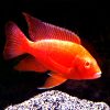 African-Cichlid-Albino-Fire-Red-Peacock-large