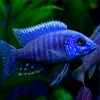 African-Cichlid-Blue-Peacock-Large
