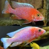 Dragon Blood Peacock Large