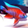 African-Cichlid-Eureka-Read-Peacock
