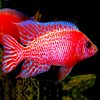 African-Cichlid-Fire-Red-Peacock-Large