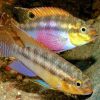 Pelvicachromis Taeniatus Silviae Pair