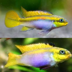 African Cichlid Bandiwanri