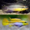 African Cichlid Bandiwanri Pair