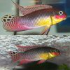 African Cichlid Dehane Pair