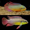 African Cichlid Moliwe