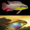 African Cichlid Riverine Moliwe Pair V2