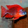 African-Cichlid-Rubin-Red-Peacock-Large