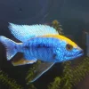 Sulphur Crest Peacock Medium