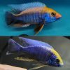 Sulphur Crest Peacock Medium
