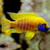 African-Cichlid-Yellow-Benga-Baenschi-Peacock-Large