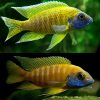 African-Cichlid-Yellow-Peacock-Medium