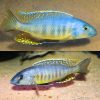 Stigmatochromis pleurospilus