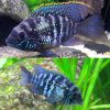 Blue Acara Cichlid Pair