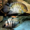 Blue Eye Cichlid Pair
