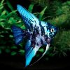 Blue Marbled Angelfish