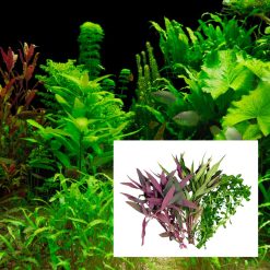 Aquarium Assorted Plant Bunch