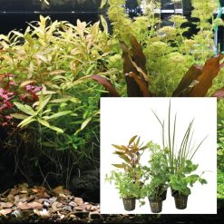 Aquarium Assorted Plant Pot