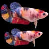 Betta (Siamese Fighting Fish) - Giant Assorted Halfmoon Plakat - FEMALE