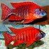 Cichlid-Red-Peacock-Medium