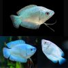 Coral Blue Dwarf Gourami Female