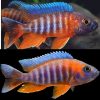 Eureka Red Peacock Medium