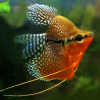 Balloon Pearl Lace Gourami