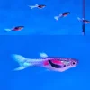 White Opal Endler Guppy Male