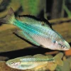 Barcoo Desert Rainbowfish - 5cm