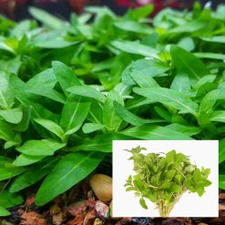 Staurogyne Repens Bunch