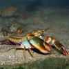 Yabbie - White Claw Yabby Crayfish 8-10cm