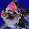 Frog Head Bubble Eye Goldfish