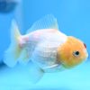 Oranda White Yuan Bao