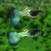 Green Metal Snakeskin Guppy Male