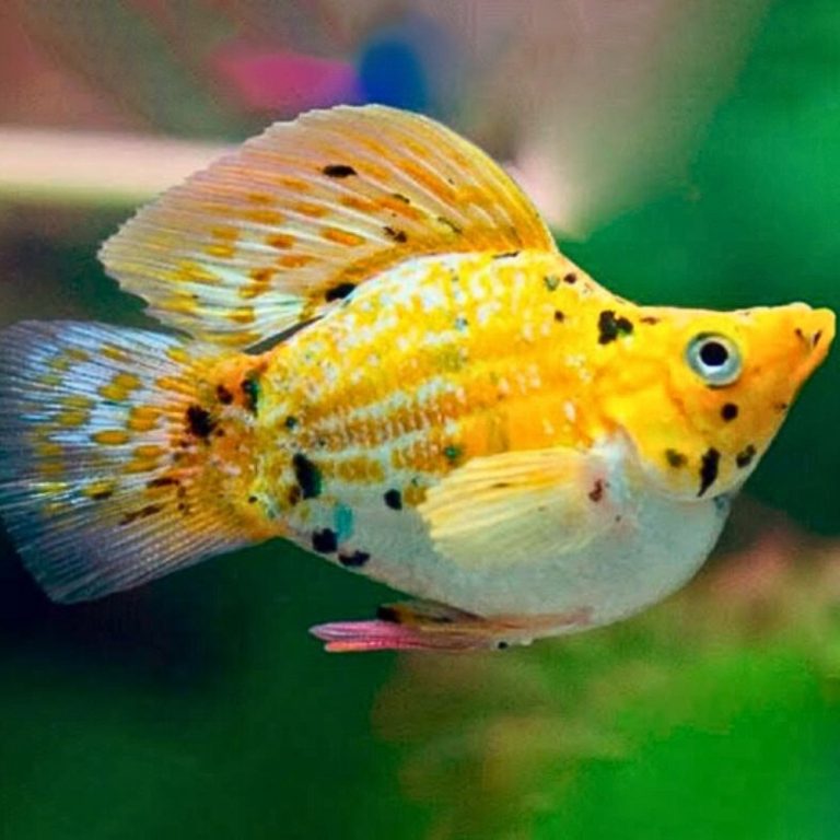 LIVE FISH - Assorted Dumbo Ear Sailfin Balloon Molly - 3cm