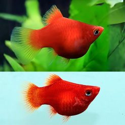 Balloon Coral Red Platy