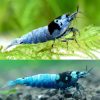 Mosura Blue Bolt Shrimp