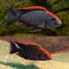 African Cichlid - Maylandi Sulphur Crest Peacocks - 5cm