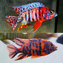 African Cichlid - Red OB Peacocks - 5cm