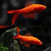 Albino Longfin Firecracker Cherry Barb 2cm