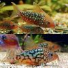 Pantana Catfish Cory