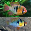 American Cichlid - Jumbo German Blue Ram