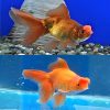 Assorted Pom Pom Goldfish 5cm