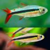 Red Tail Penguin Tetra - 3cm